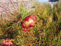 Image of Protea pityphylla Phillips