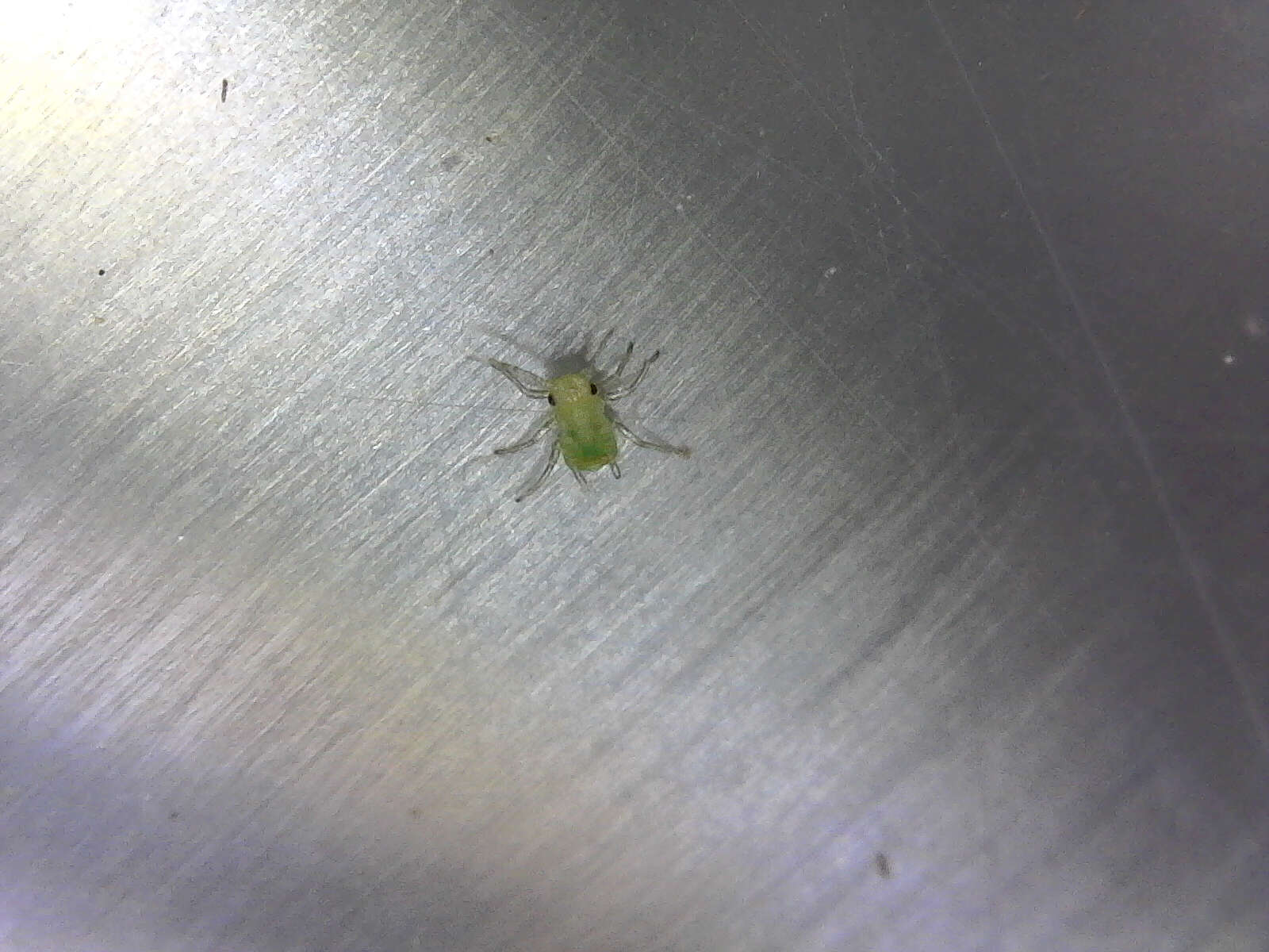 Image of pea aphid