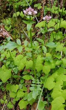 Image of Scouler's Valerian