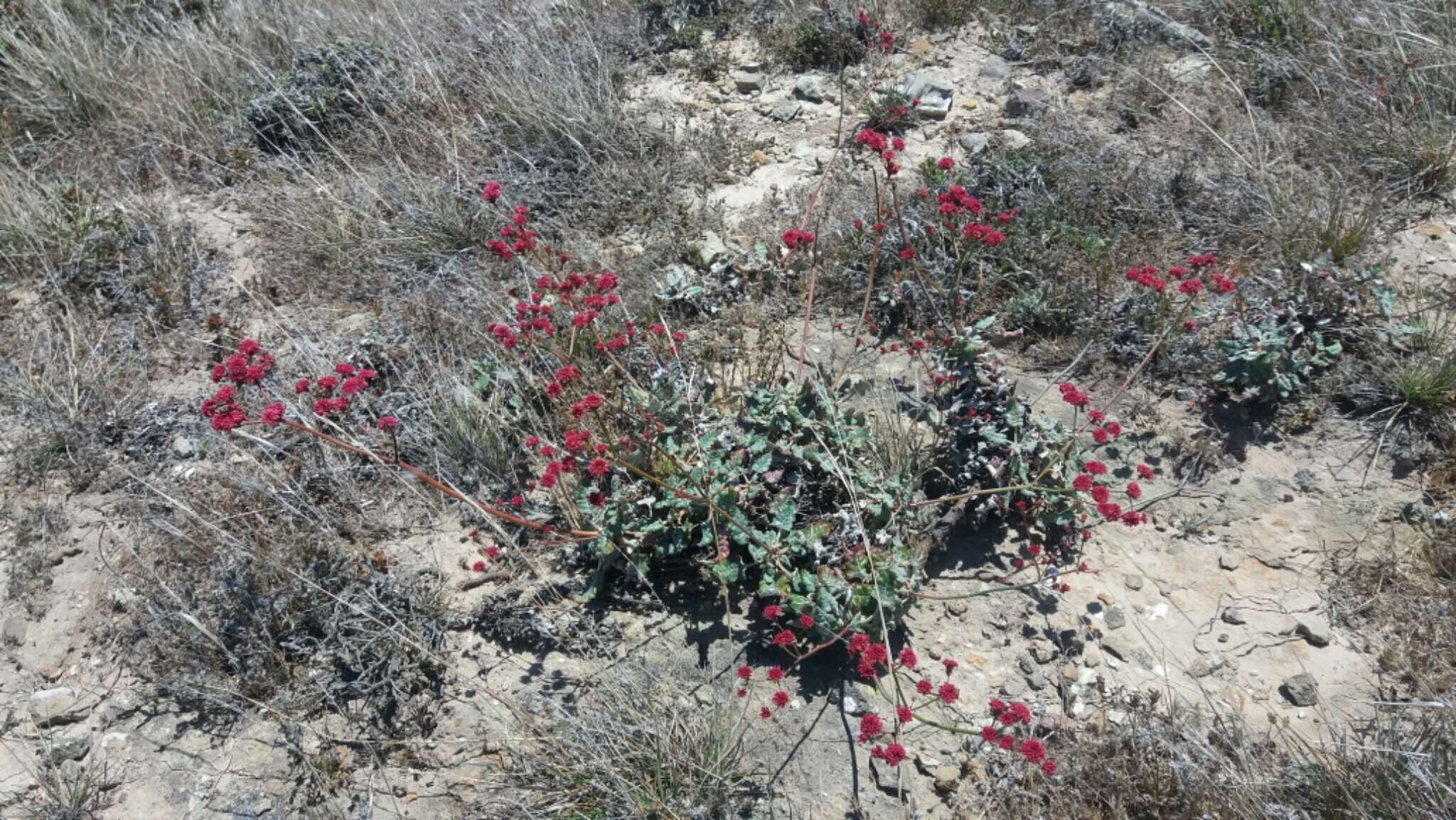 Image of redflower buckwheat