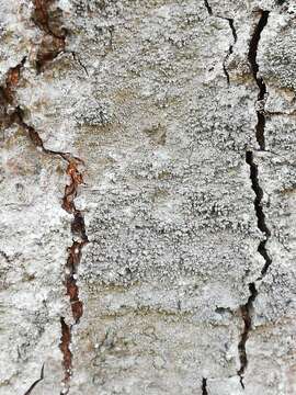 Image of old wood rimmed lichen