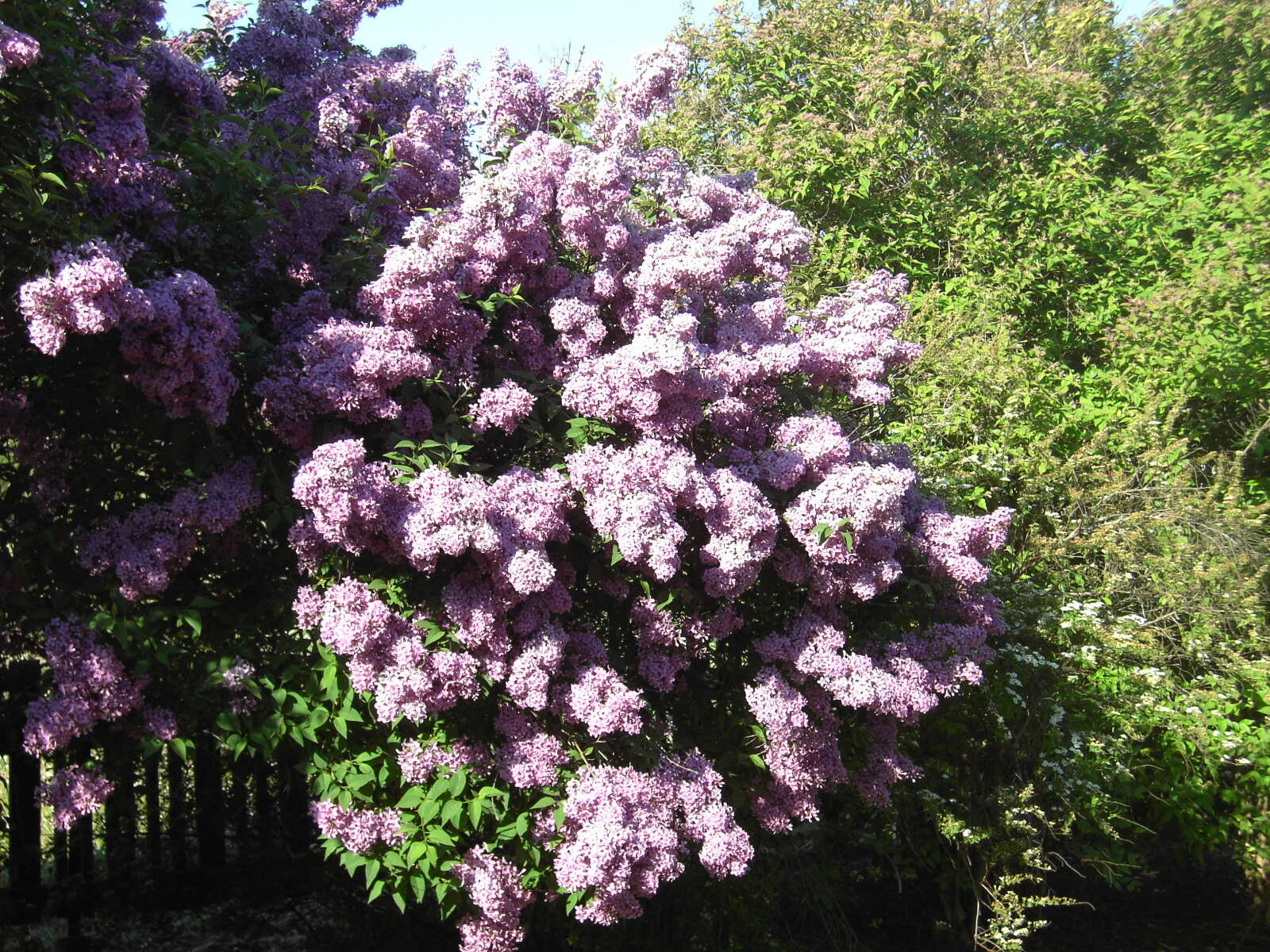 Image of Common Lilac