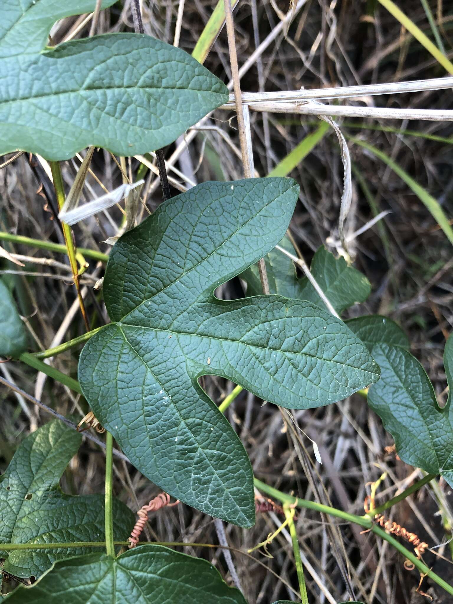 Passiflora cinnabarina Lindl.的圖片