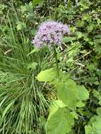 Image of Valeriana pyrenaica L.