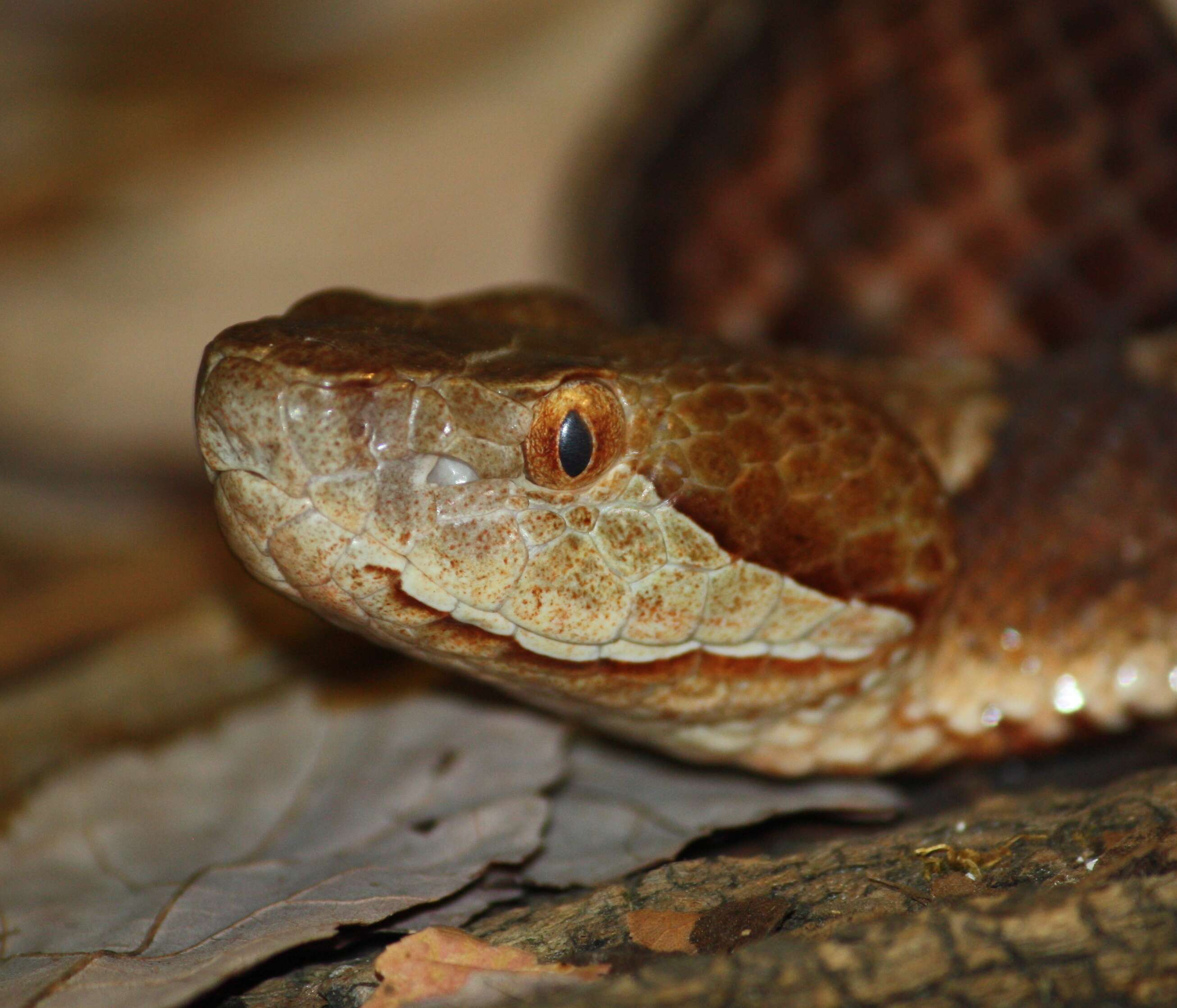 Image of Copperhead