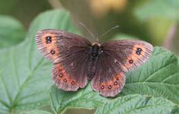 Image of scotch argus