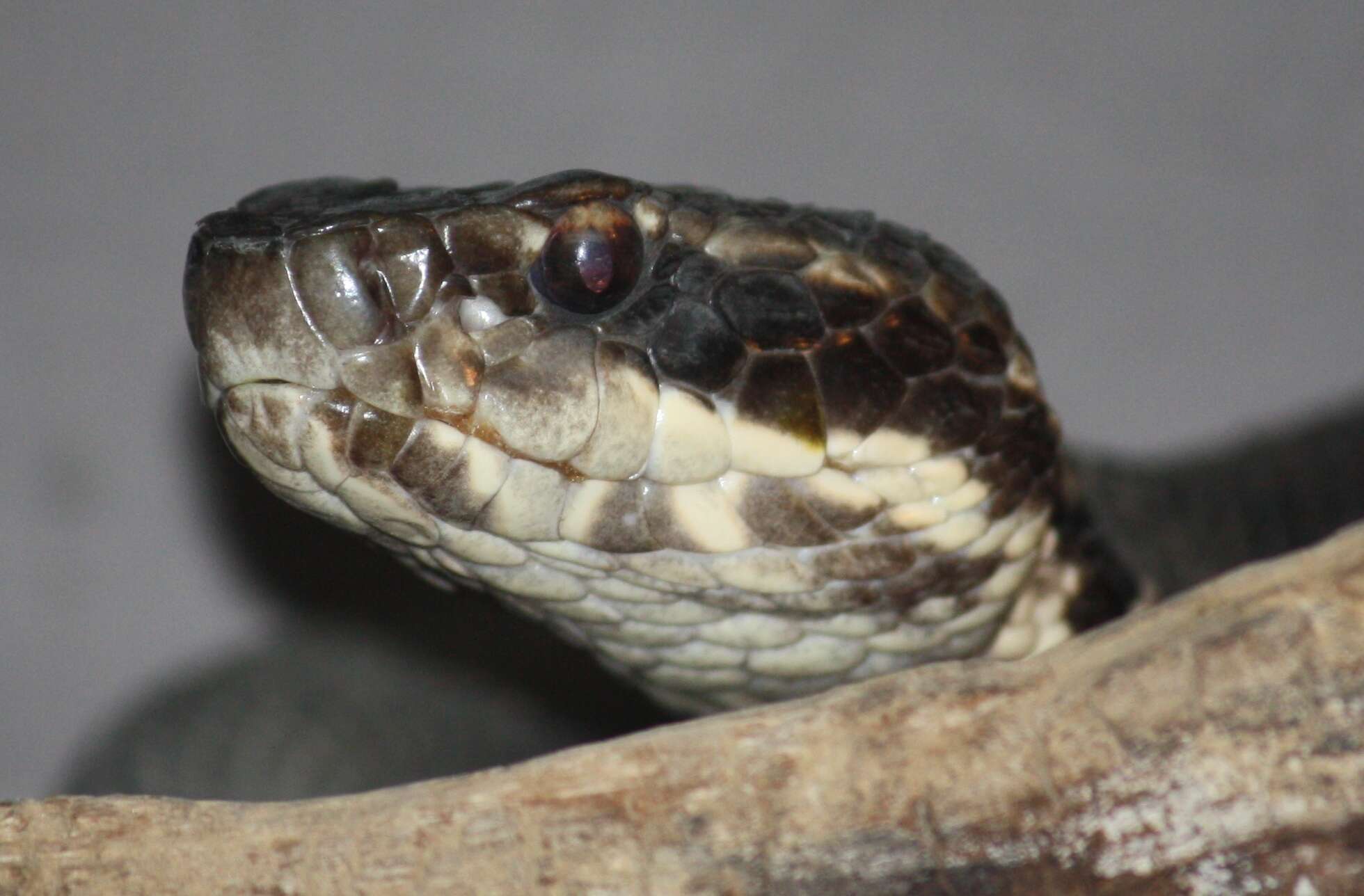 Image of Cottonmouth