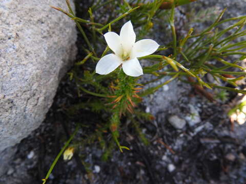 Image of Roella compacta Schltr.