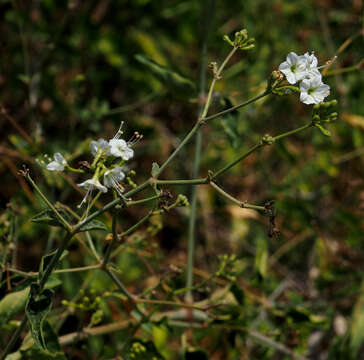 Imagem de Commicarpus plumbagineus (Cav.) Standl.