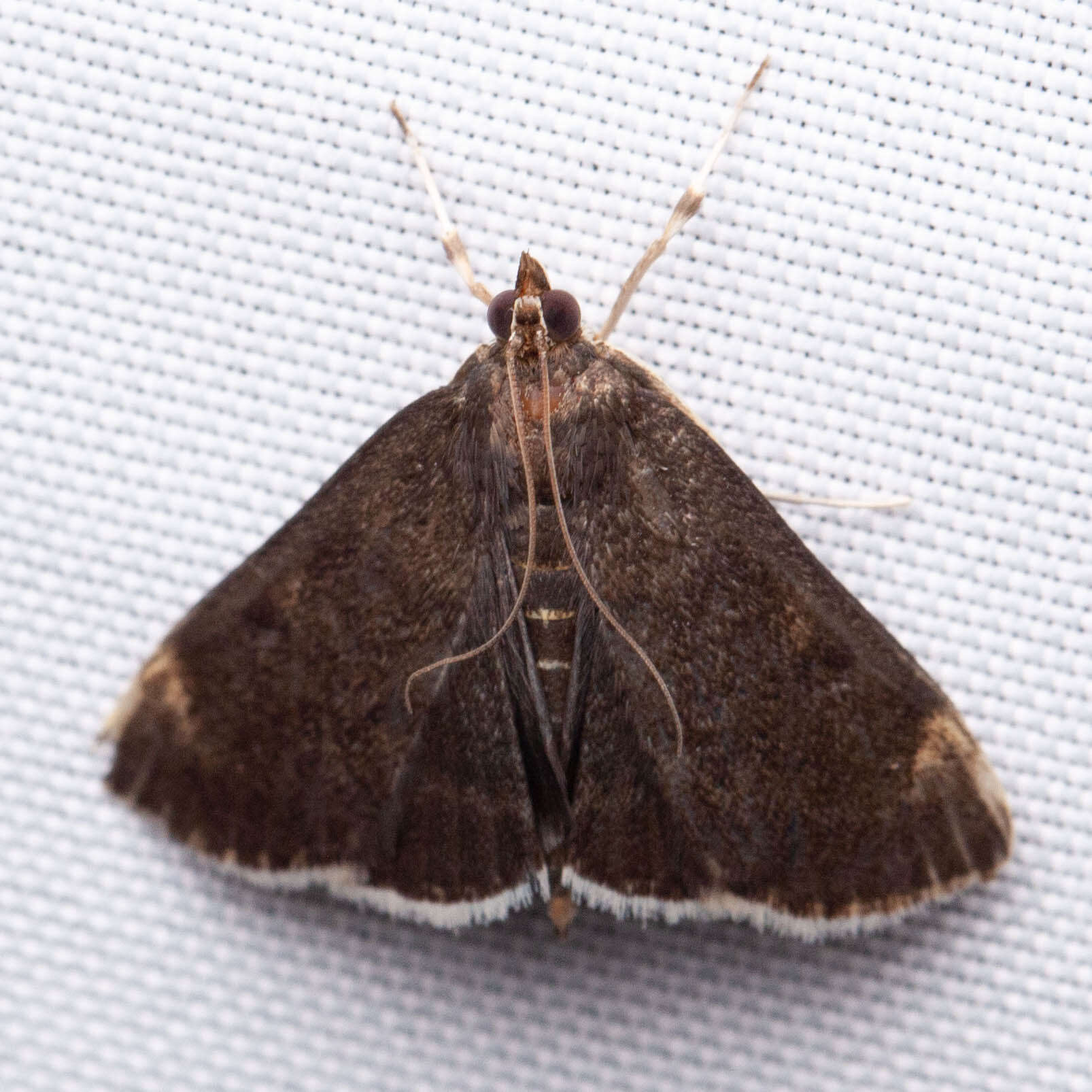 Image of White-fringed Pyrausta Moth