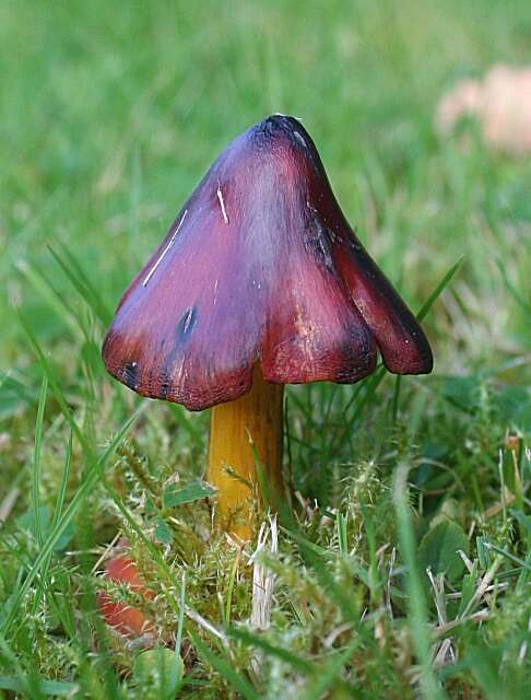 Image of Hygrocybe conica (Schaeff.) P. Kumm. 1871