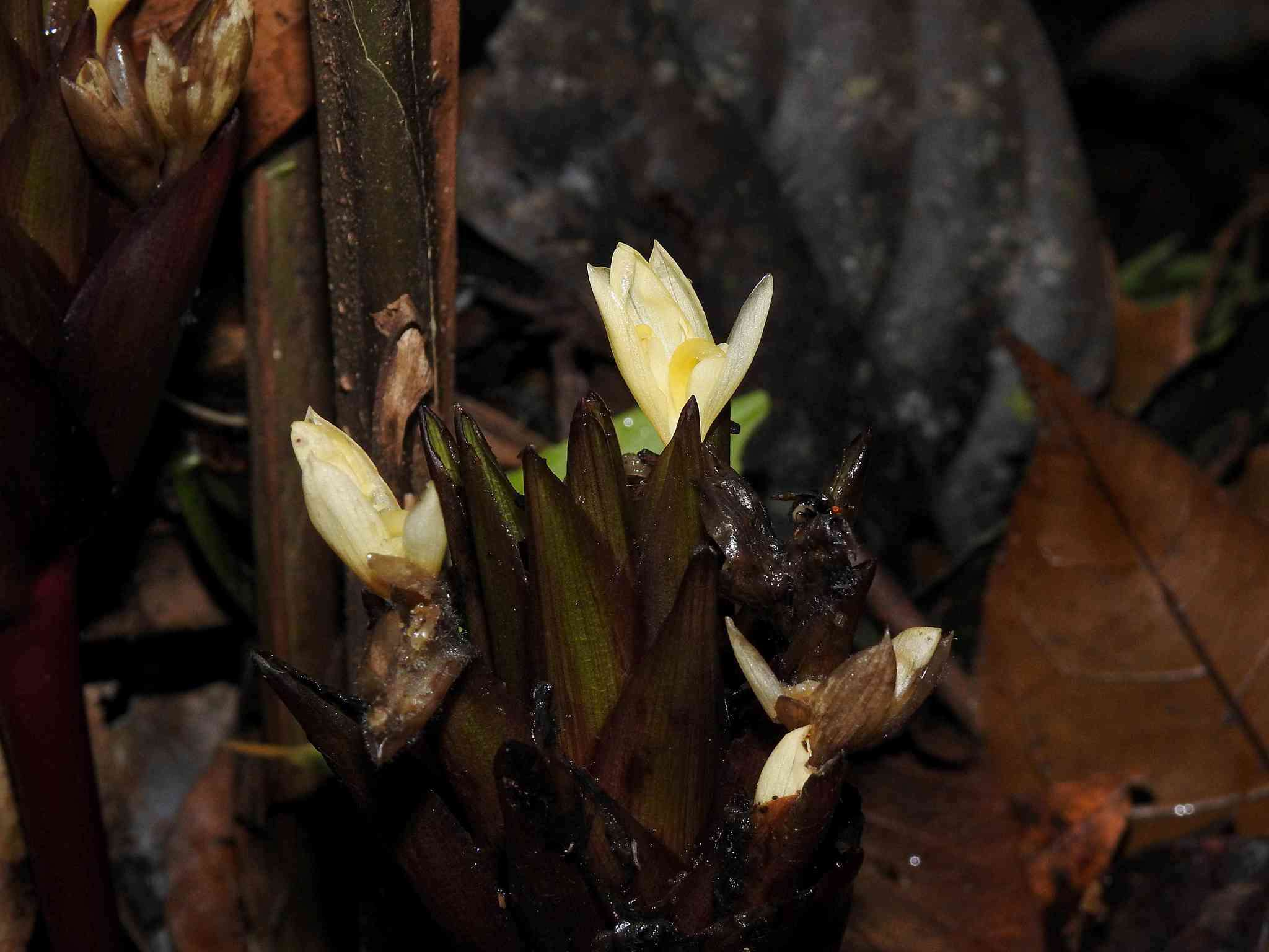 Image de Goeppertia propinqua (Poepp. & Endl.) Borchs. & S. Suárez