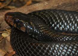 Image of Eastern Indigo Snake