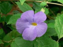 Image de Thunbergia erecta (Benth.) T. Anders.