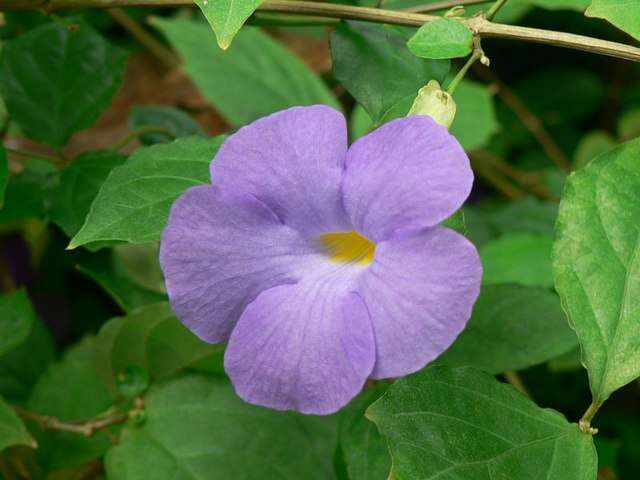 Image de Thunbergia erecta (Benth.) T. Anders.