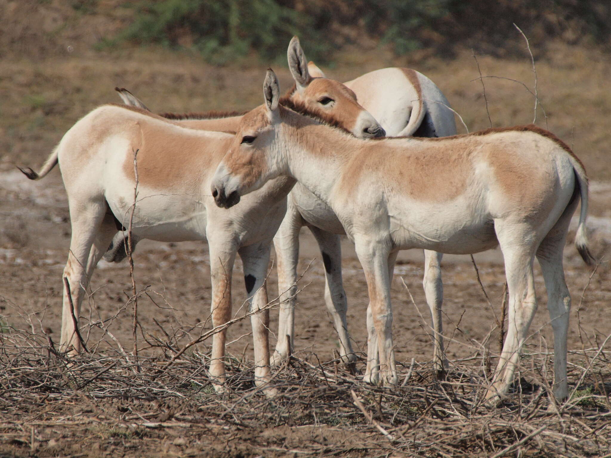 صورة Equus khur Lesson 1827