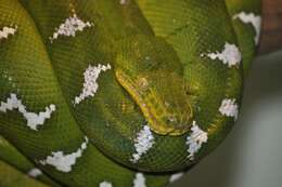 Image of Emerald Tree Boa