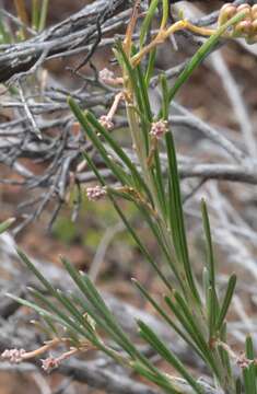 Image of Grevillea concinna R. Br.