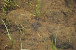 Image of Tropical Clawed Frog