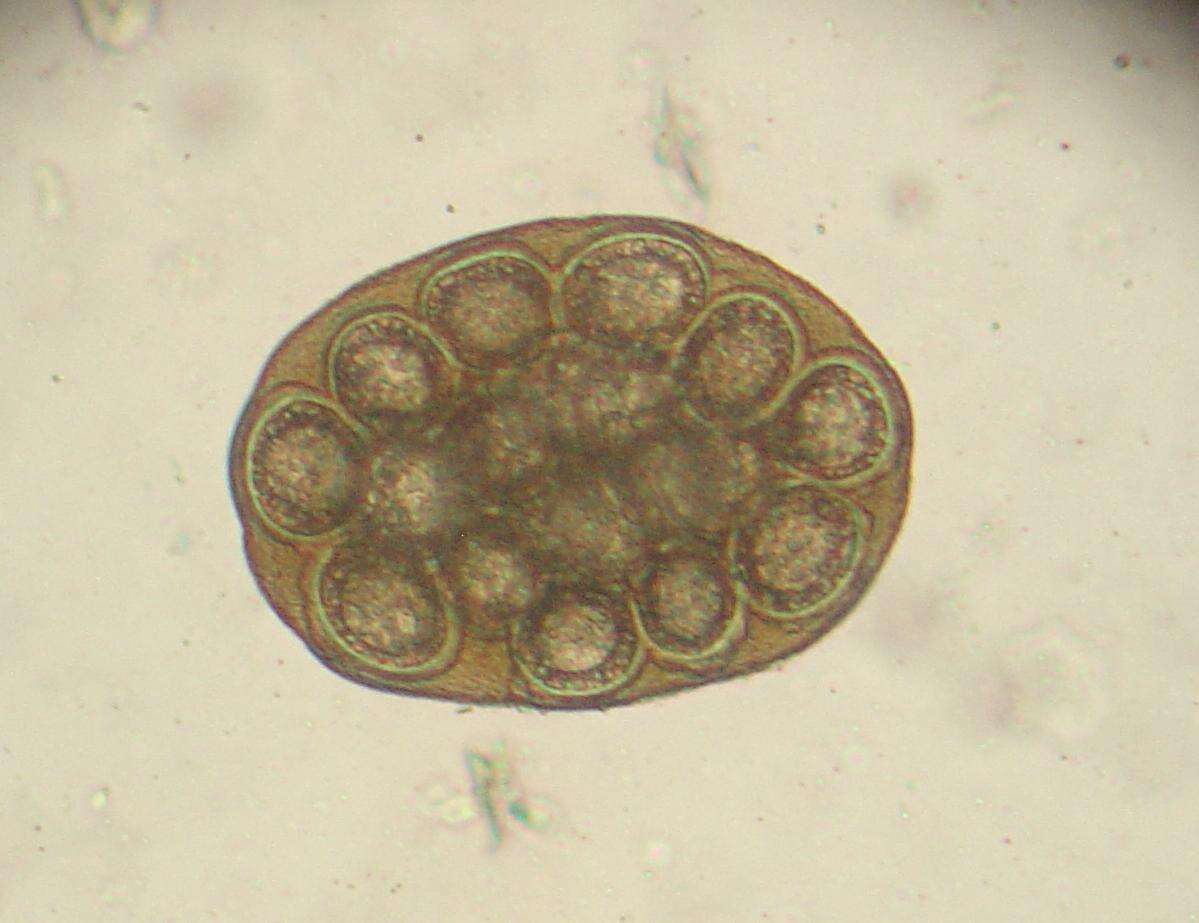 Image of Dipylidium caninum