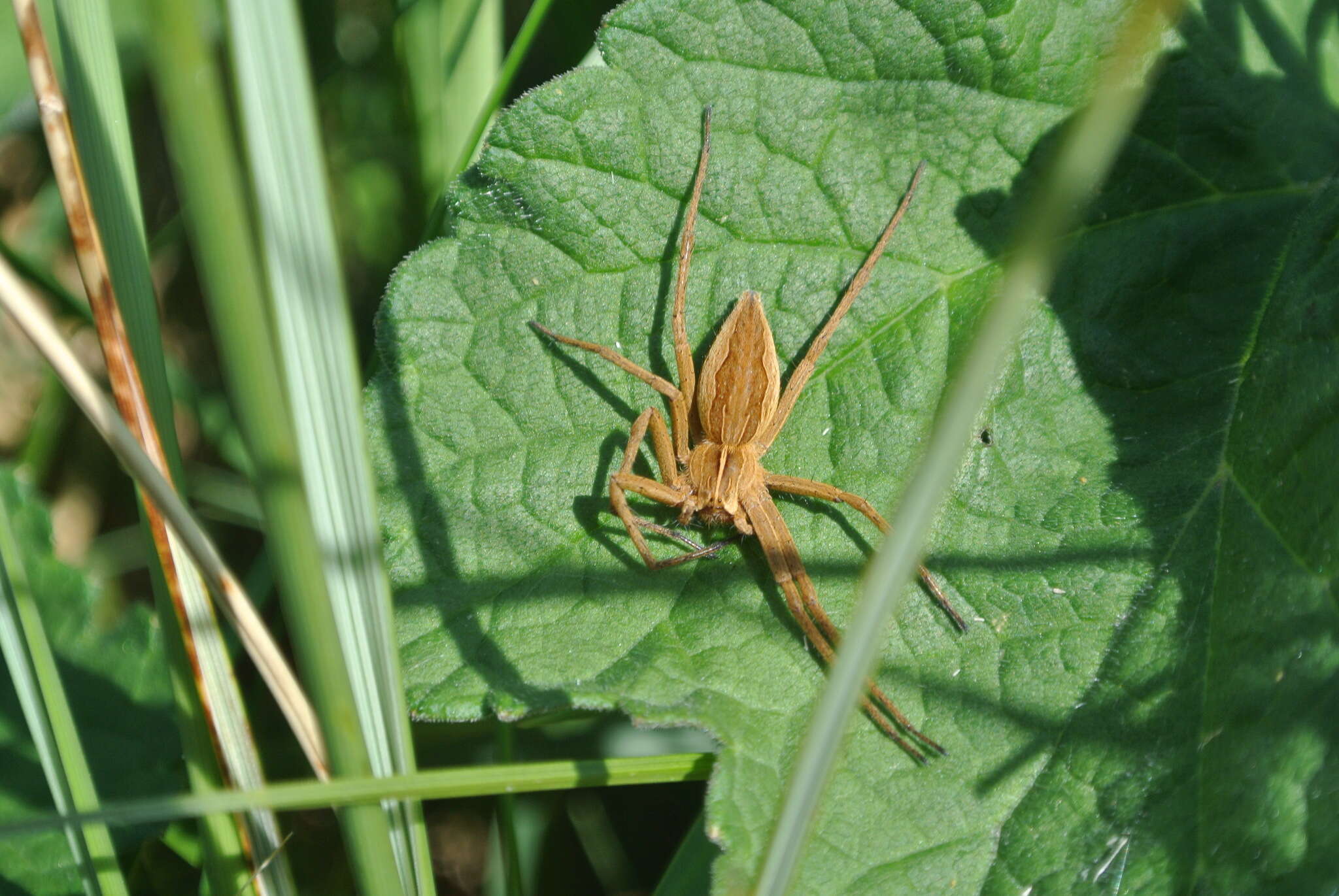 Image of Nursery-web spider