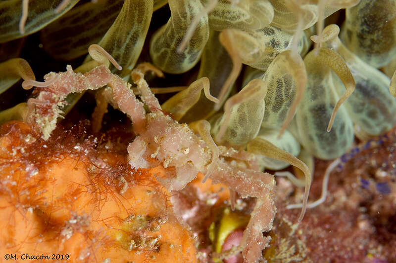 Image of Leach's spider crab