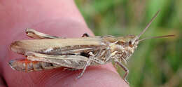 Image of Common Field Grasshopper