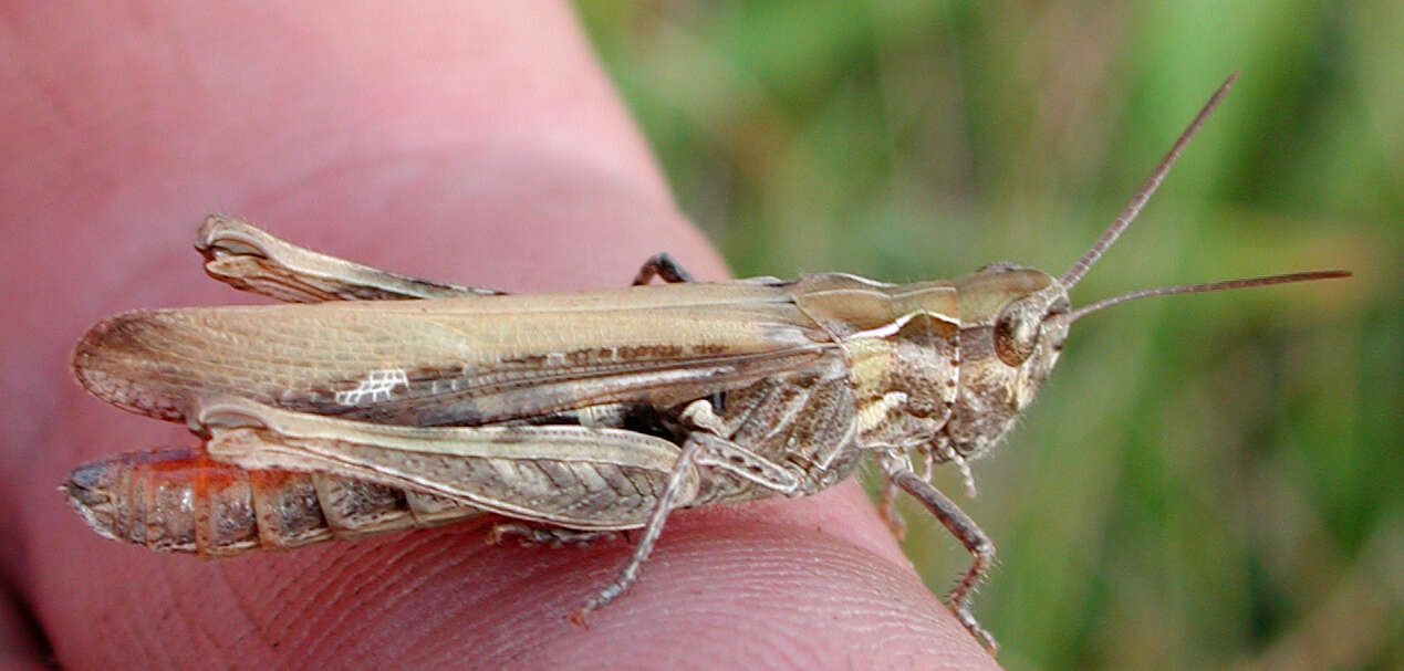 Image of Common Field Grasshopper