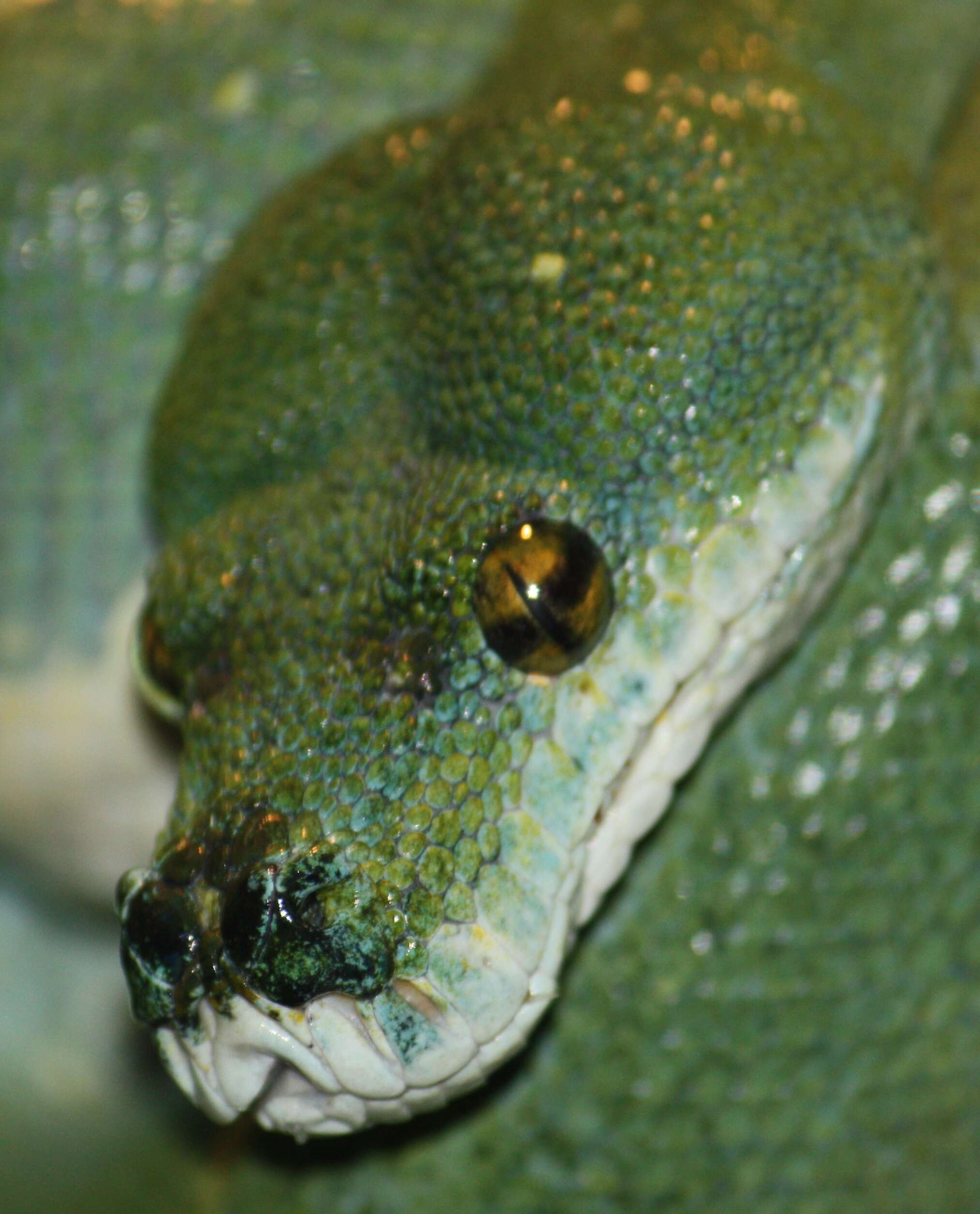 Image of Green Python