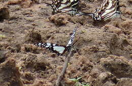 Image de Graphium morania (Angas 1849)