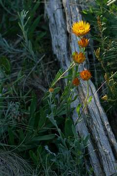 Image of Xerochrysum subundulatum