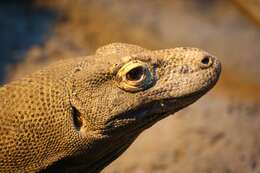 Image of Komodo Dragon