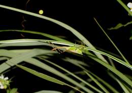 Слика од Conocephalus (Anisoptera) gigantius (Matsumura, S. & Shiraki 1908)