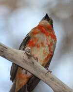 Image of Madagascar Red Fody