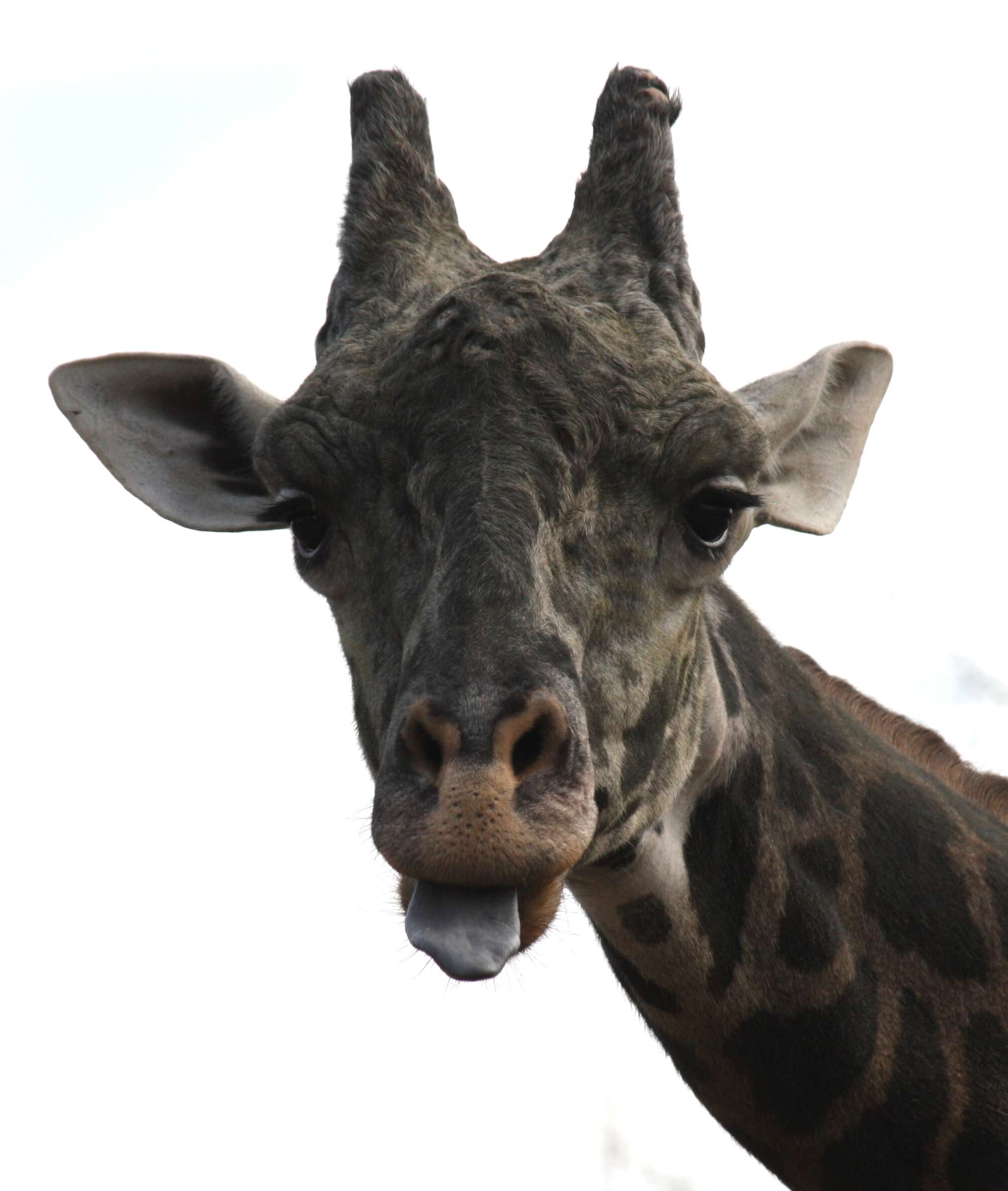 Image of Giraffe