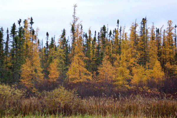 Image of American Larch