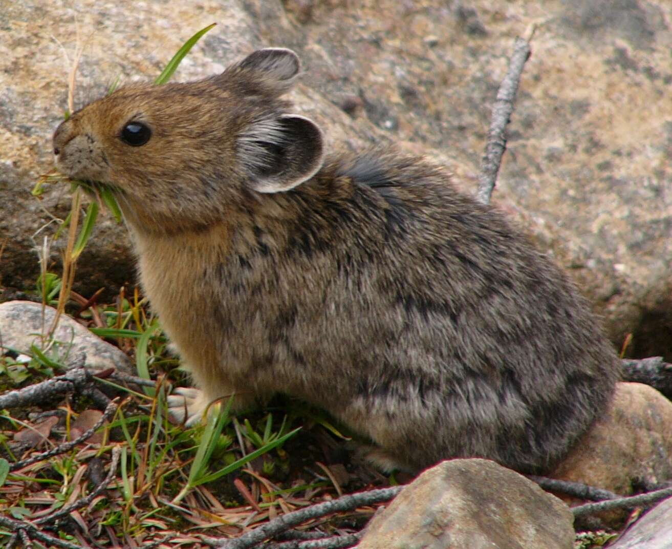 Image of pikas