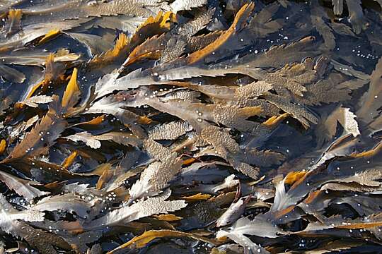 Image of toothed wrack