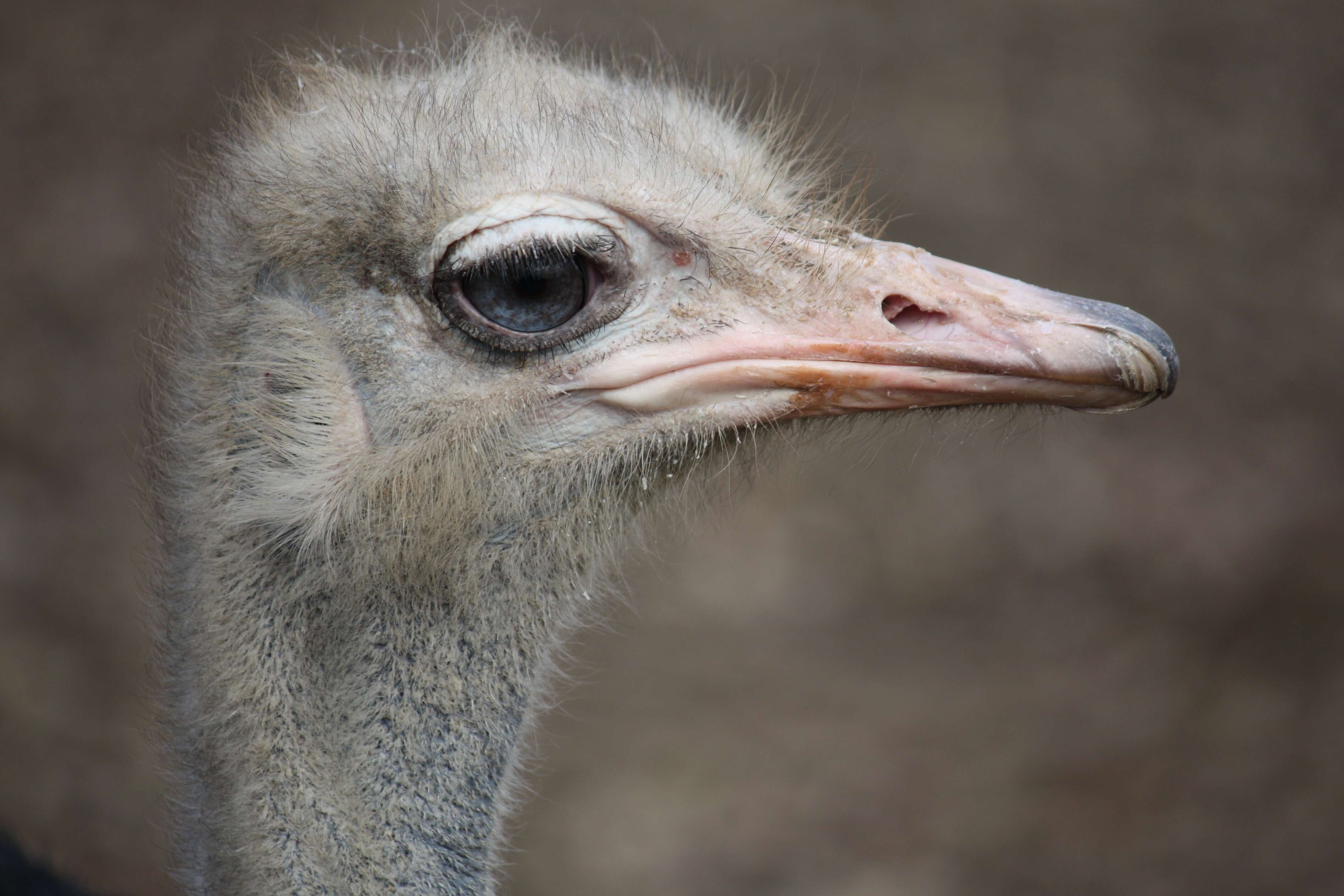 Image of ostriches