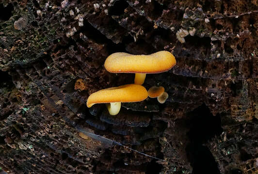 Image of Tricholomopsis decora (Fr.) Singer 1939