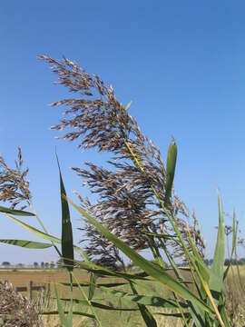 Image of common reed