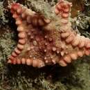 Goniaster tessellatus (Lamarck 1816) resmi