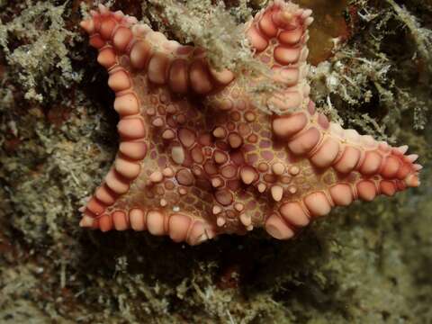 Goniaster tessellatus (Lamarck 1816) resmi