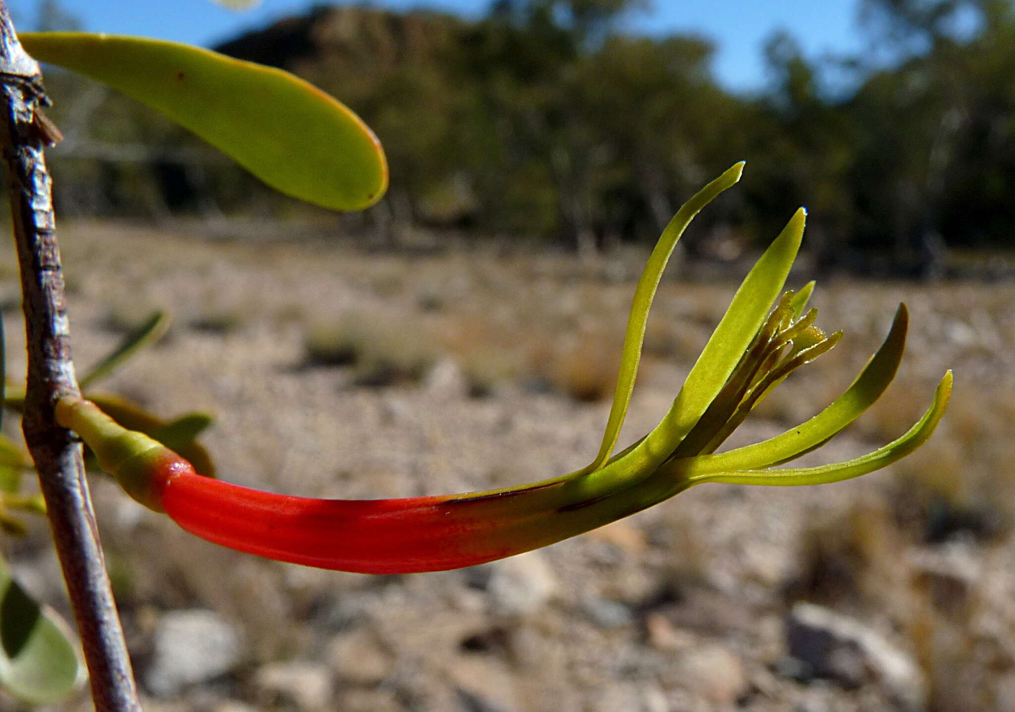 Image of Lysiana spathulata (Blakely) Barlow