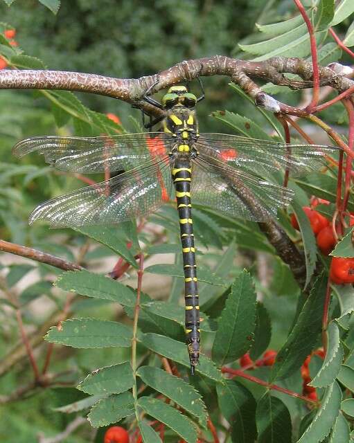 Image of golden-ringed dragonfly