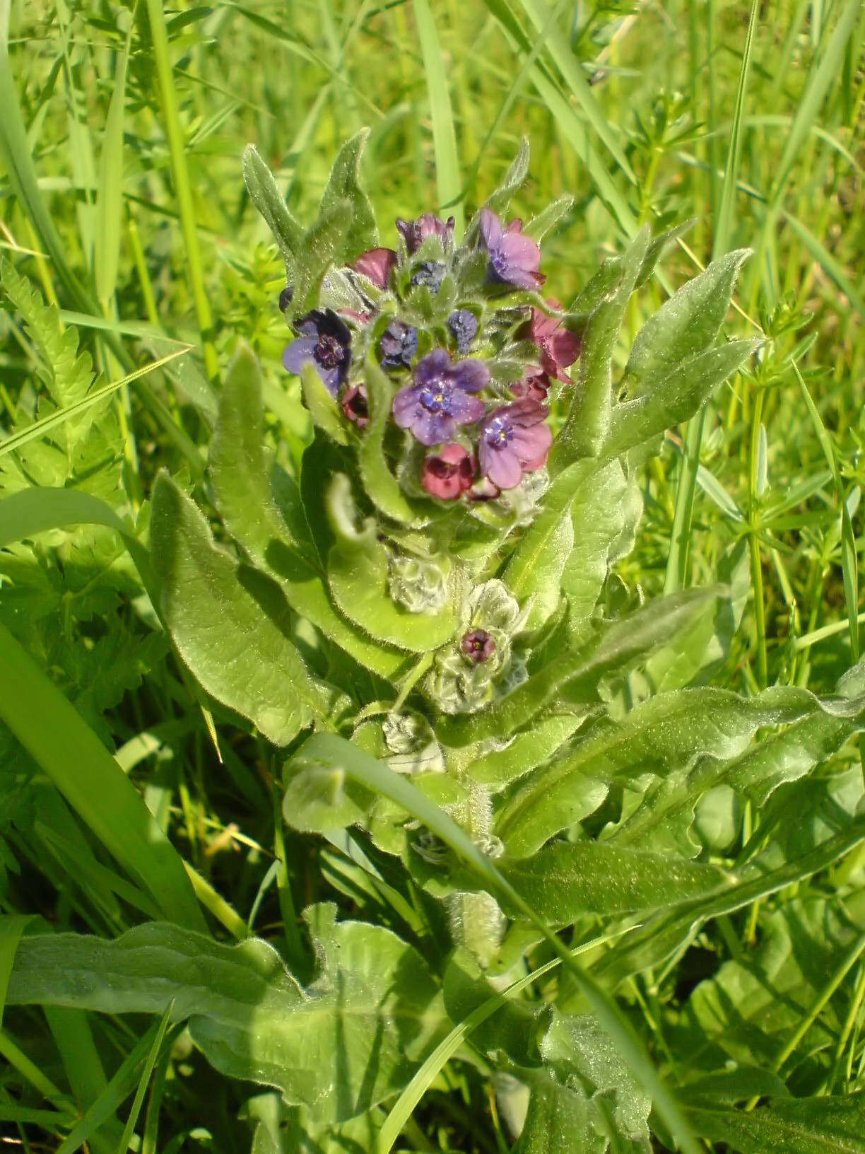 Plancia ëd Cynoglossum officinale L.