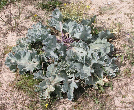 Image of sea kale