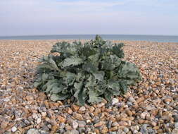 Image of sea kale