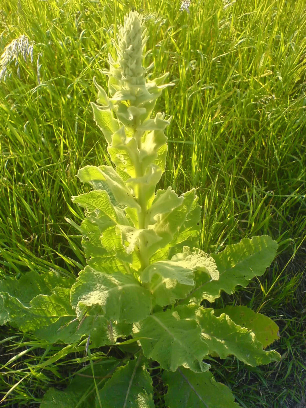 Image de faux bouillon blanc