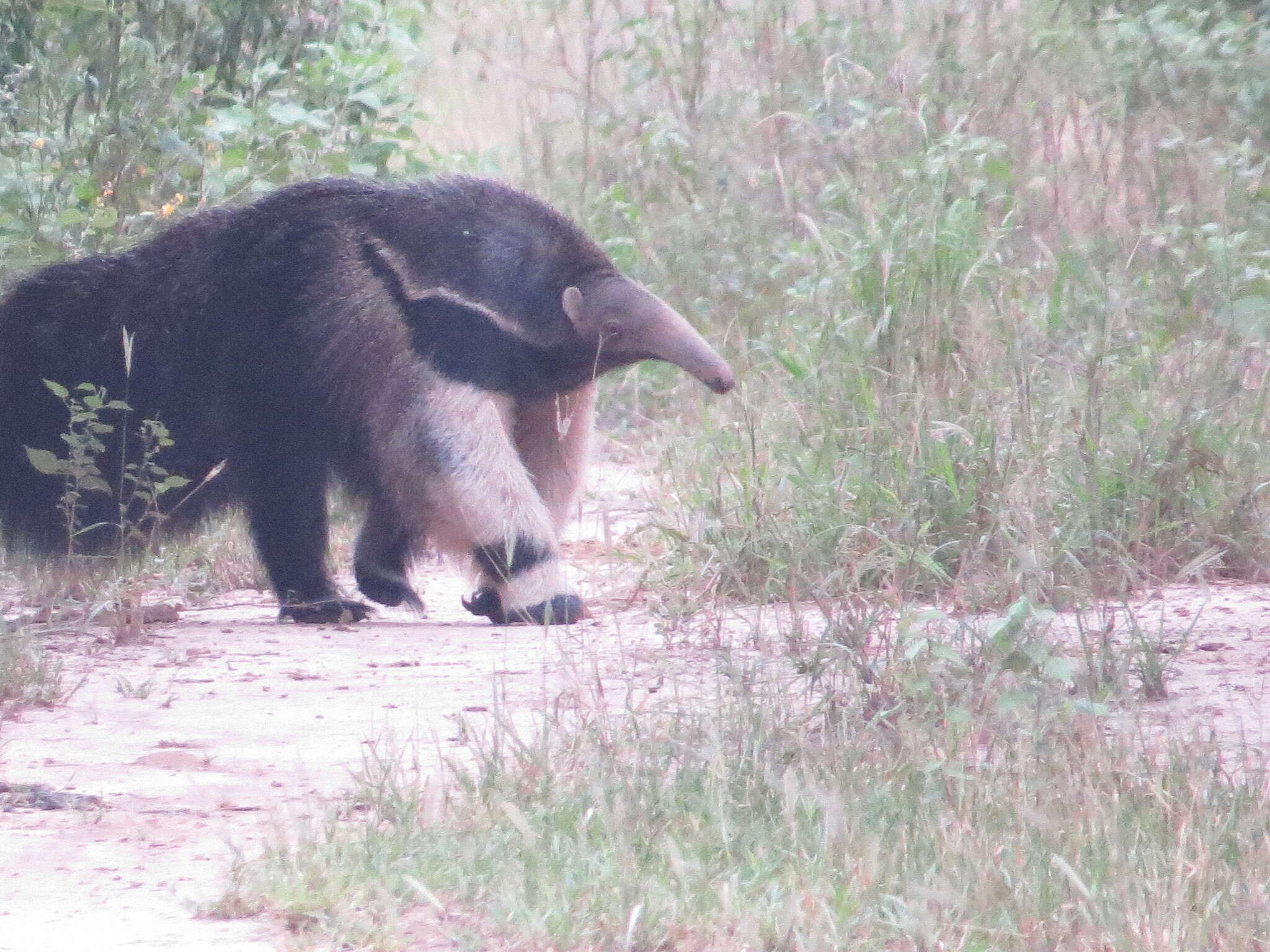 Image of Giant anteaters